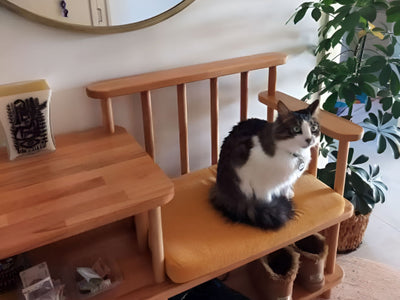 Ayna altındaki ahşap vestiyer bench üzerinde oturan siyah beyaz kedi