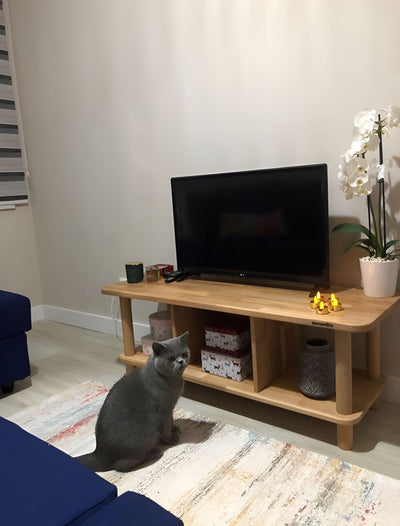 Ahşap TV ünitesinin önünde oturan gri kedi; ünitenin üstünde televizyon ve beyaz orkide saksısı
