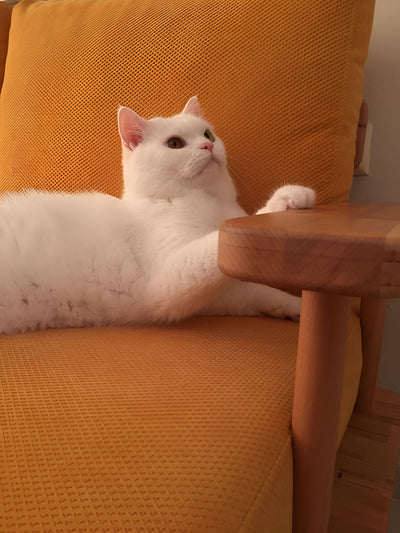 Hardal sarısı minderli ahşap kanepede oturan beyaz kedi; yanında ahşap yan sehpanın yuvarlak tablası