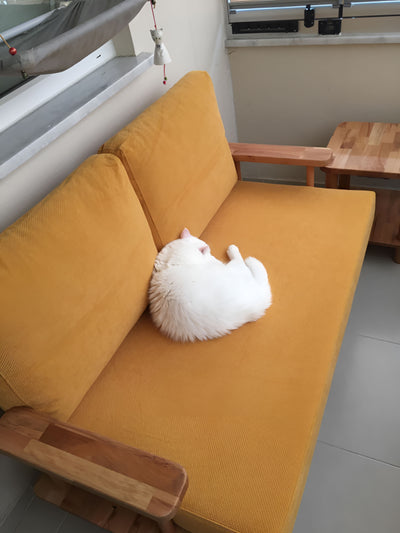 Hardal sarısı minderli ahşap kanepede kıvrılıp uyuyan beyaz kedi; arkada pencere ve ahşap masa