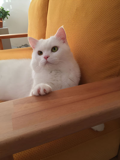 Ahşap kanepenin kolçağına patisini koymuş beyaz kedi; arkasında hardal sarısı sırt minderi