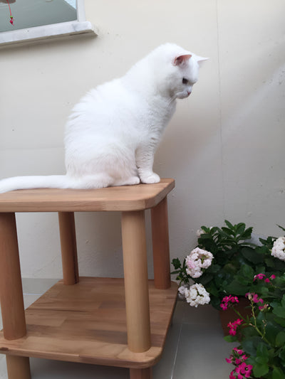 İki katlı ahşap yan sehpanın üstünde oturan beyaz kedi; yanında pembe beyaz sardunya saksısı
