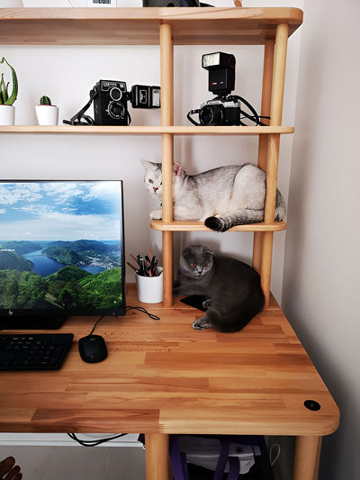 Ahşap çalışma masasında monitör ve klavye; üst rafta fotoğraf makineleri ve uzanmış beyaz kedi, altta gri kedi