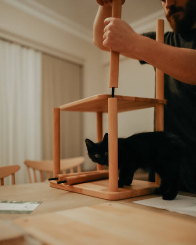 Kitaplık montajı sürerken rafın üzerinde dolaşan siyah kedi