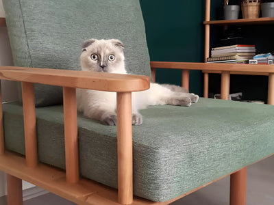 Yeşil minderli ahşap koltukta oturan Scottish Fold kedi