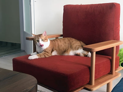 Bordo minderli ahşap koltukta uzanmış sarı beyaz kedi