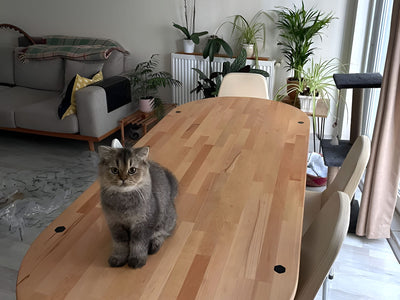 Geniş oval ahşap masanın üzerinde oturan tekir kedi