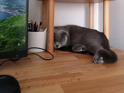 Ahşap çalışma masasının altında uyuyan gri kedi