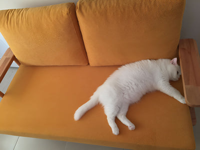 Hardal sarısı minderli ahşap kanepede boylu boyunca uzanmış beyaz kedi; ahşap kolçak ve sırt minderleri